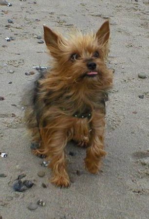 Yorkshire Terrier Hunde Foto 33892 in höherer Auflösung ansehen Yorkshire Terrier Stiene am Strand