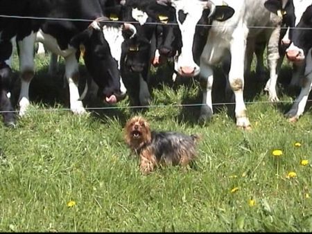 Yorkshire Terrier Hunde Foto 33893 in höherer Auflösung ansehen Yorkshire Terrier Keine Angst vor großen Tieren - Stiene