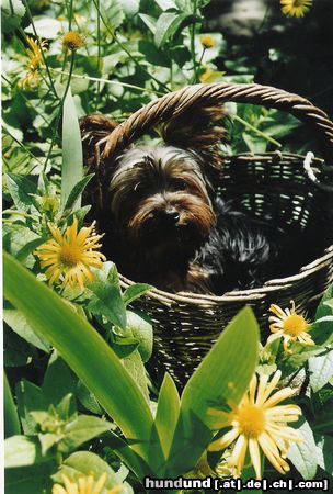 Yorkshire Terrier Hunde Foto 22575 Yorkshire Terrier Sunny
