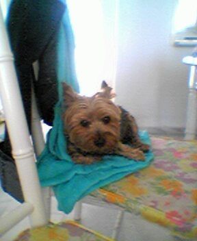 Yorkshire Terrier Hunde Foto 35012 Yorkshire Terrier Warum sind Strand besuche immer so anstrengend ?!