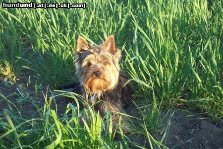Yorkshire Terrier Hunde Foto 4879 Yorkshire Terrier Ich bin Tequila!