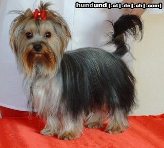 Yorkshire Terrier Hunde Foto 10184 Yorkshire Terrier Terciopello´s Tiara picollo mio principessa