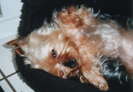 Yorkshire Terrier Hunde Foto 30125 Yorkshire Terrier Mit 14 Jahren darf schon mal faul sein! (Toby)