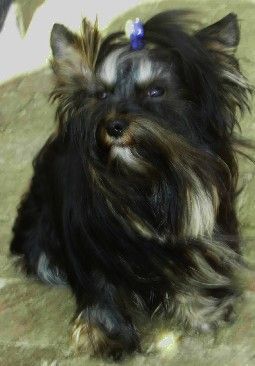 Yorkshire Terrier Hunde Foto 37345 in höherer Auflösung ansehen Yorkshire Terrier Fippie sucht noch One Night Stands