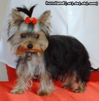 Yorkshire Terrier Hunde Foto 10183 Yorkshire Terrier Unser angehender Deckrüde Uno von Schönbach
