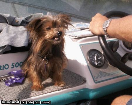 Yorkshire Terrier Hunde Foto 5382 Yorkshire Terrier Bootsfahrt-Nie wieder ! mir ist schlecht