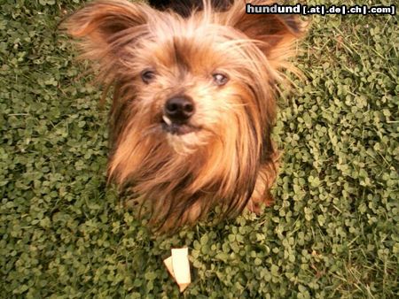 Yorkshire Terrier Hunde Foto 5381 Yorkshire Terrier Gauner ? Warum er wohl so heißt ?