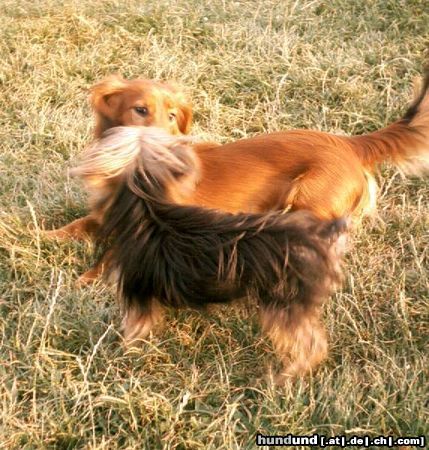 Yorkshire Terrier Hunde Foto 5384 Yorkshire Terrier Meine große rote Liebe