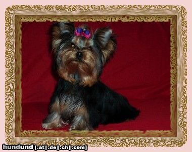 Yorkshire Terrier Hunde Foto 9567 Yorkshire Terrier Terciopello´s Bella Venecia picollo mio principessa
