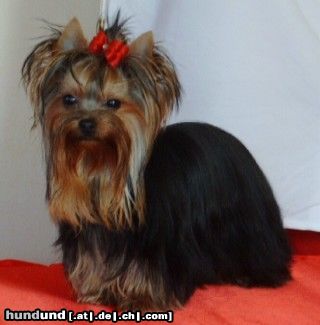Yorkshire Terrier Hunde Foto 10182 Yorkshire Terrier Terciopello´s Venecia picollo mio principessa