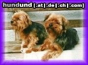 Yorkshire Terrier Hunde Foto 14798 Yorkshire Terrier Jessy und Bummerl
