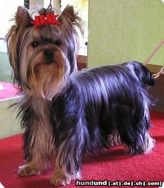 Yorkshire Terrier Hunde Foto 14708 Yorkshire Terrier USHUAÏA DEÏS ORCHIDEÜS