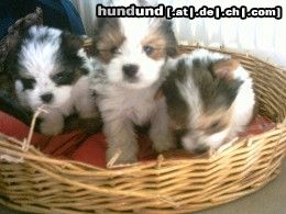 Yorkshire Terrier Hunde Foto 14616 Yorkshire Terrier Biewer-Yorkie-Welpen