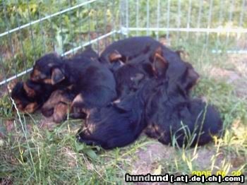 Yorkshire Terrier Hunde Foto 22681 in höherer Auflösung ansehen Yorkshire Terrier Puhhh frische Luft macht müde