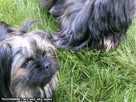 Yorkshire Terrier Hunde Foto 44705 Yorkshire Terrier Werden wir Freunde? Molly und Calimero