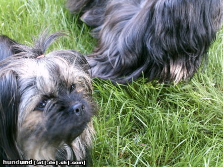 Yorkshire Terrier Werden wir Freunde? Molly und Calimero