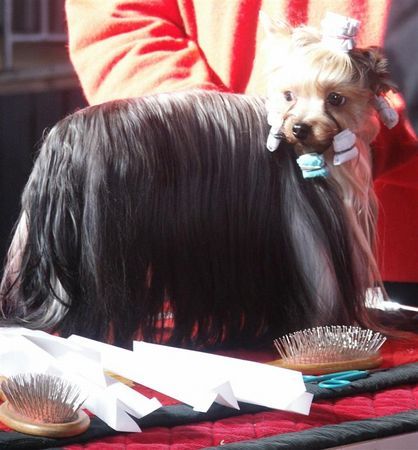 Yorkshire Terrier Hunde Foto 29837 in höherer Auflösung ansehen Yorkshire Terrier Uiuiui