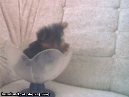 Yorkshire Terrier Hunde Foto 3043 Yorkshire Terrier