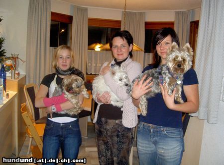 Yorkshire Terrier Hunde Foto 7823 Yorkshire Terrier Westie und Yorkies!