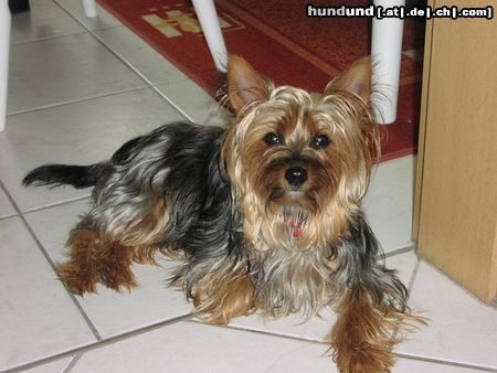 Yorkshire Terrier Hunde Foto 19314 in höherer Auflösung ansehen Yorkshire Terrier Das ist unsere süsse Beauty