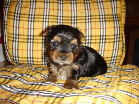 Yorkshire Terrier Hunde Foto 39569 in höherer Auflösung ansehen Yorkshire Terrier of sarahs magic dogs