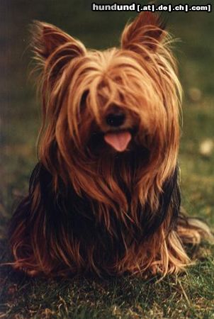 Yorkshire Terrier Hunde Foto 13052 Yorkshire Terrier Bijou