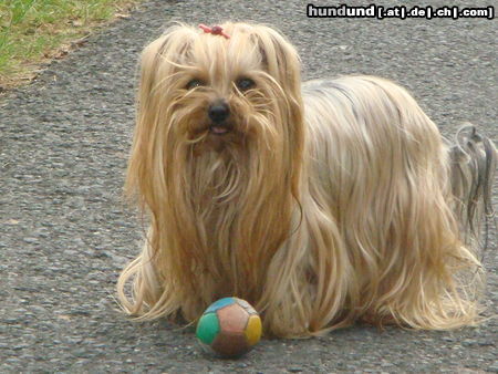 Yorkshire Terrier Hunde Foto 45596 Yorkshire Terrier shira 9 jahre alt