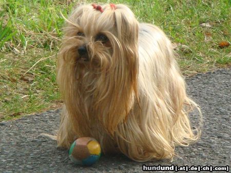 Yorkshire Terrier shira 8 jahre alt