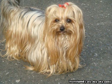 Yorkshire Terrier shira 8 jahre alt