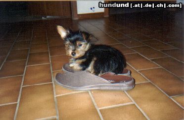 Yorkshire Terrier Hunde Foto 9488 Yorkshire Terrier Dusty als Welpe
