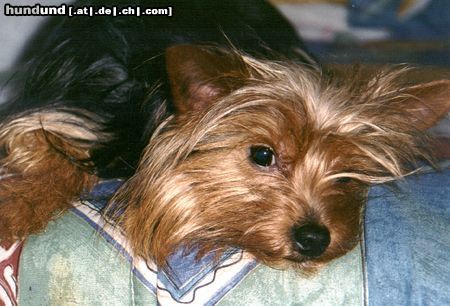 Yorkshire Terrier Hunde Foto 9487 Yorkshire Terrier Dusty