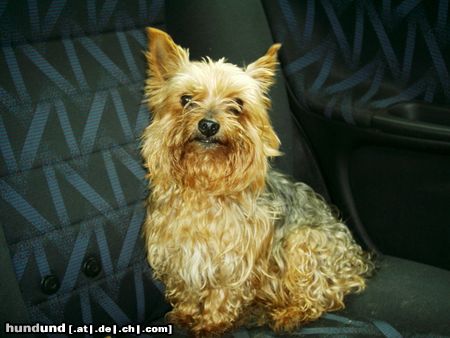 Yorkshire Terrier Hunde Foto 15677 Yorkshire Terrier Das ist unser Hund Rocky