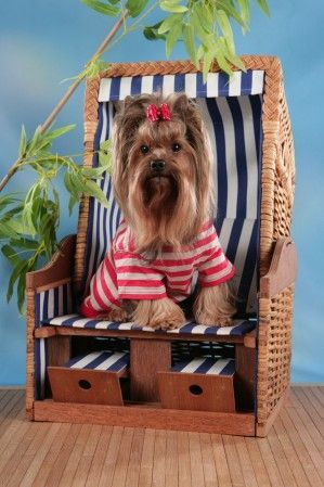 Yorkshire Terrier Hunde Foto 41172 in höherer Auflösung ansehen Yorkshire Terrier Felice