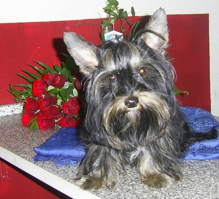 Yorkshire Terrier Hunde Foto 35434 in höherer Auflösung ansehen Yorkshire Terrier UNSER FIPS GENANNT FIPPI