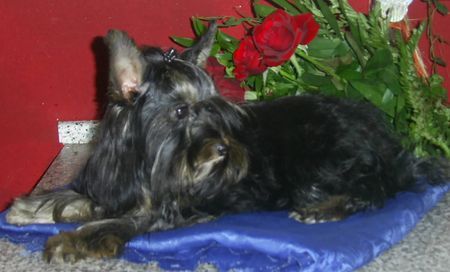 Yorkshire Terrier Hunde Foto 35435 in höherer Auflösung ansehen Yorkshire Terrier Steht auch netten Yorkie Damen zur Verfügung