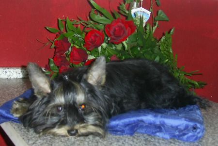 Yorkshire Terrier Hunde Foto 35436 in höherer Auflösung ansehen Yorkshire Terrier Steht auch netten Yorkie Damen zur Verfügung