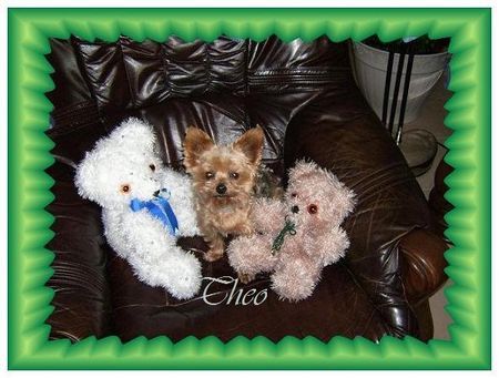 Yorkshire Terrier Hunde Foto 38523 Yorkshire Terrier So hab ich gerne