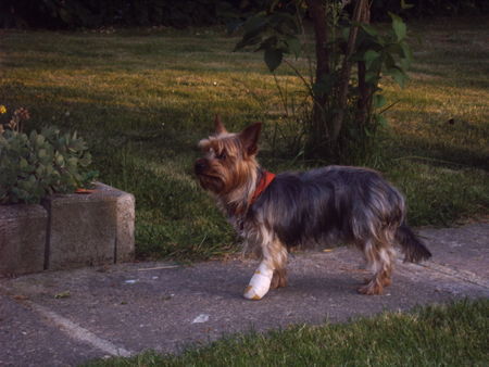 Yorkshire Terrier Hunde Foto 40730 Yorkshire Terrier Bella krank