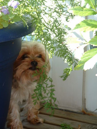 Yorkshire Terrier Hunde Foto 31857 in höherer Auflösung ansehen Yorkshire Terrier Hallo Leute mir schmeckt auch Grünes