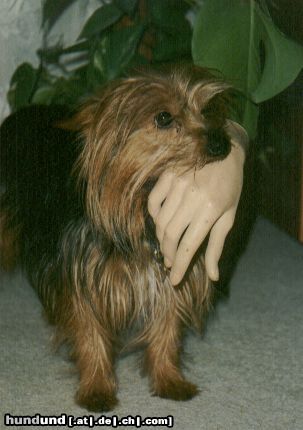 Yorkshire Terrier Hunde Foto 9489 Yorkshire Terrier Ich sag nur