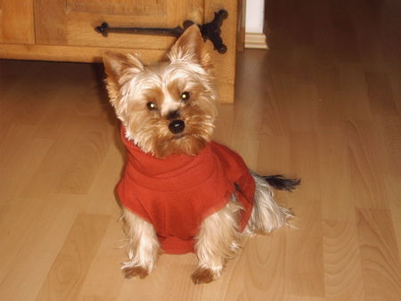 Yorkshire Terrier Hunde Foto 40729 Yorkshire Terrier La