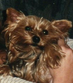 Yorkshire Terrier Hunde Foto 35599 in höherer Auflösung ansehen Yorkshire Terrier Hexje