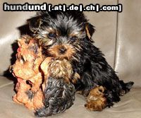 Yorkshire Terrier Hunde Foto 3444 Yorkshire Terrier Jewel