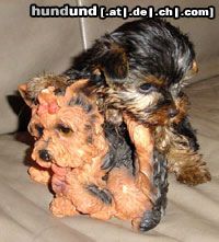 Yorkshire Terrier Hunde Foto 3445 Yorkshire Terrier Inch