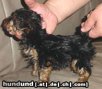Yorkshire Terrier Hunde Foto 3448 Yorkshire Terrier Inch