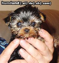 Yorkshire Terrier Hunde Foto 3449 Yorkshire Terrier Inch