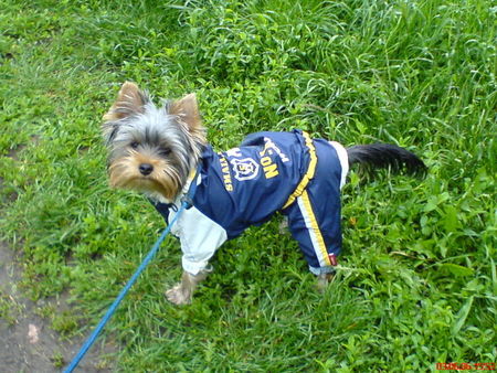 Yorkshire Terrier Hunde Foto 33074 Yorkshire Terrier So ein Hundewetter,aber Frauchen hat an alles dedacht