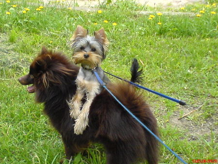 Yorkshire Terrier Hunde Foto 33075 Yorkshire Terrier Ich habe alles unter Kontrolle