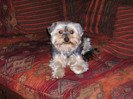 Yorkshire Terrier Hunde Foto 39016 Yorkshire Terrier unsere Bonny