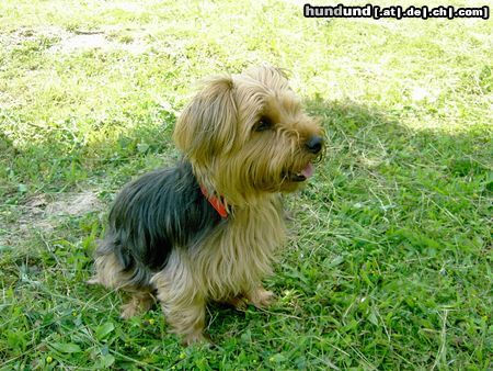Yorkshire Terrier Hunde Foto 12503 Yorkshire Terrier Jaimy 3 Jahre